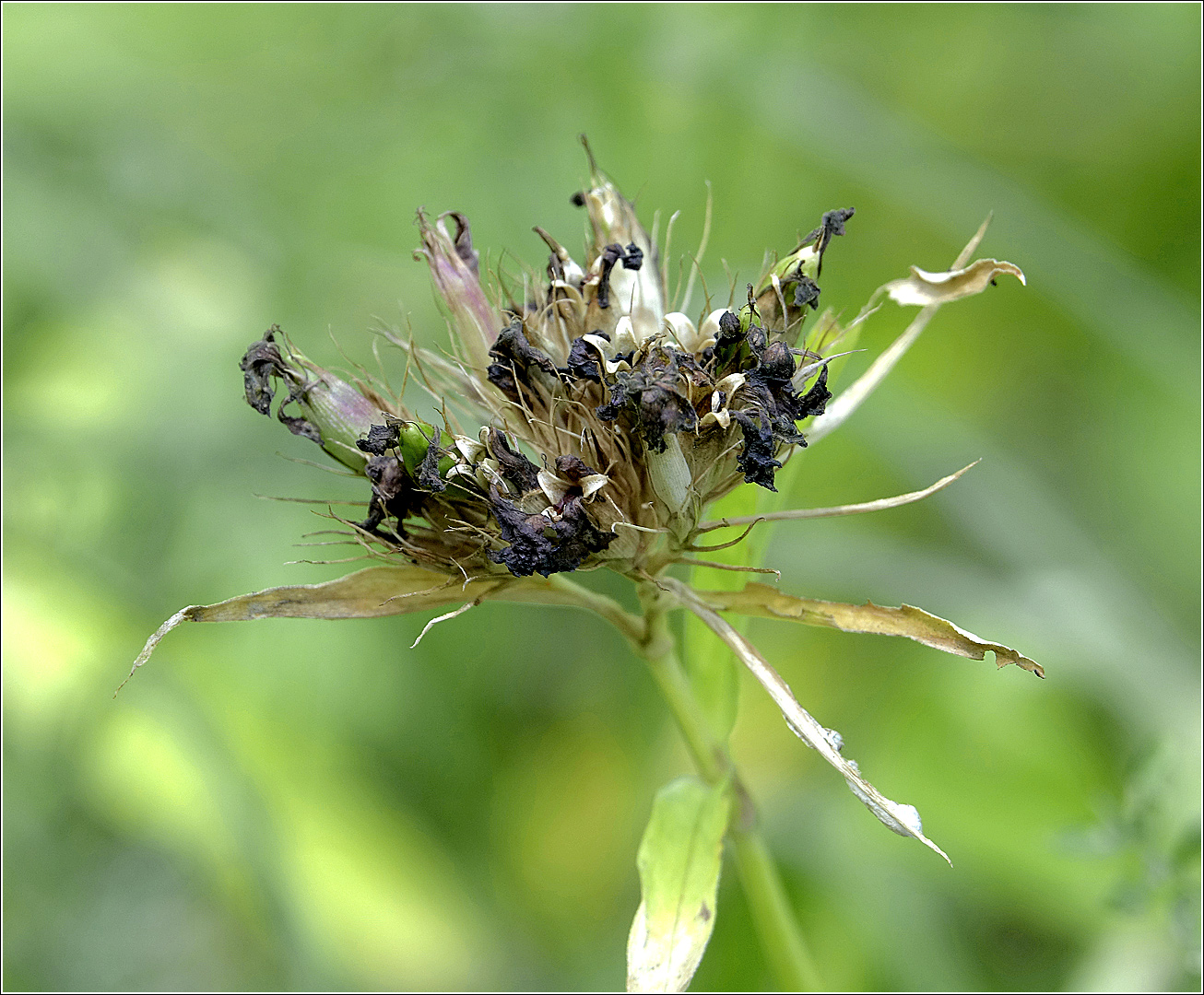 Image of Dianthus barbatus specimen.