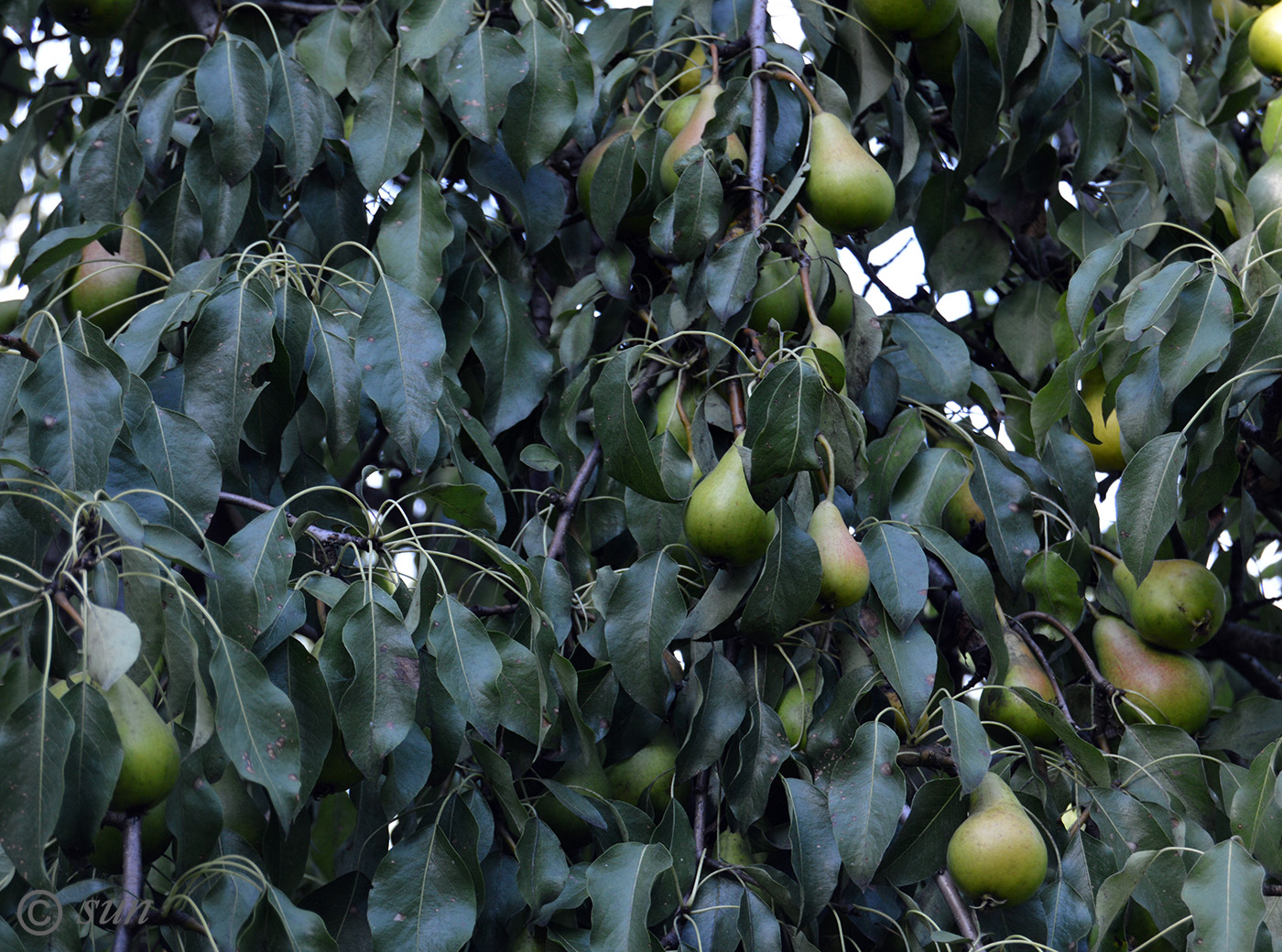 Image of Pyrus communis specimen.