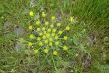 Zosima absinthifolia