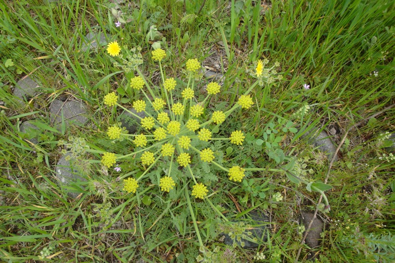 Изображение особи Zosima absinthifolia.