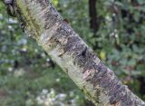 Betula microphylla