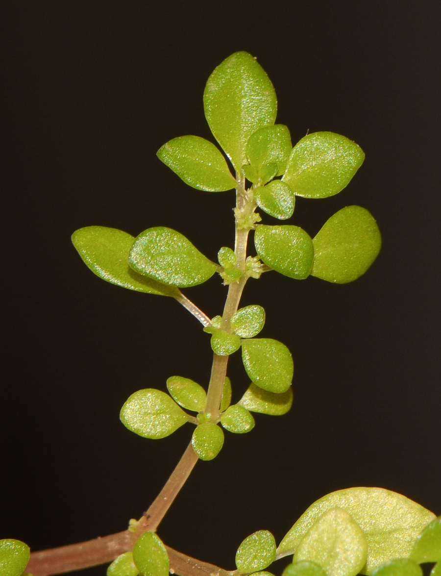 Изображение особи Pilea microphylla.