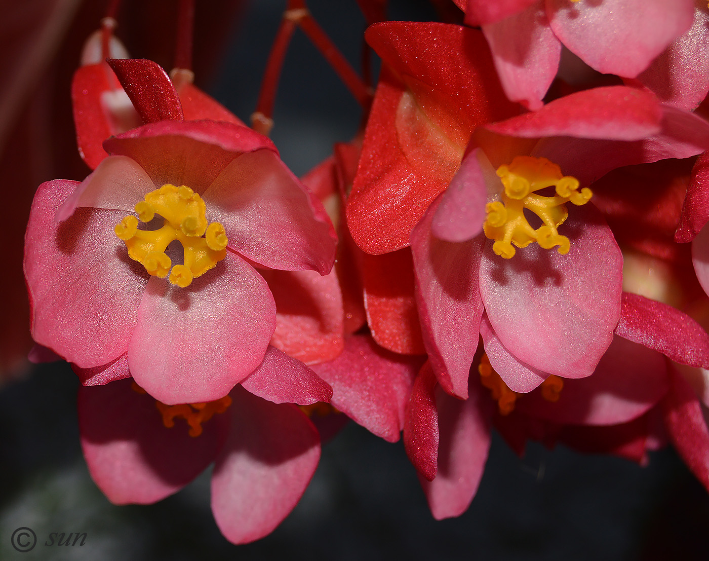 Image of genus Begonia specimen.