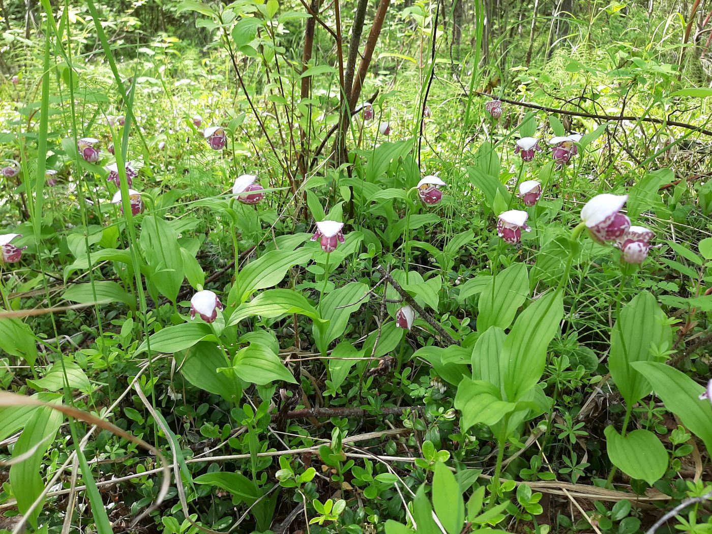 Image of Cypripedium guttatum specimen.