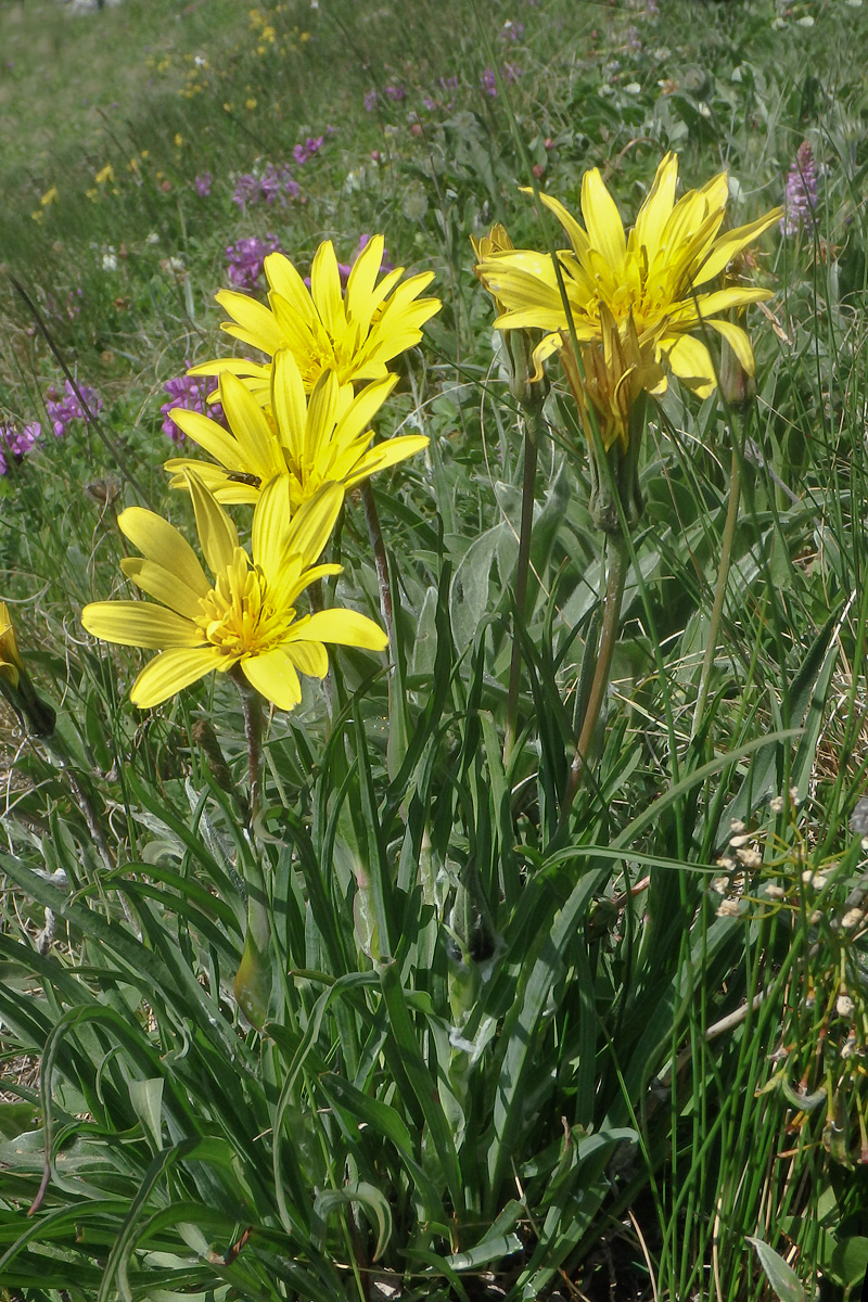 Изображение особи Tragopogon reticulatus.