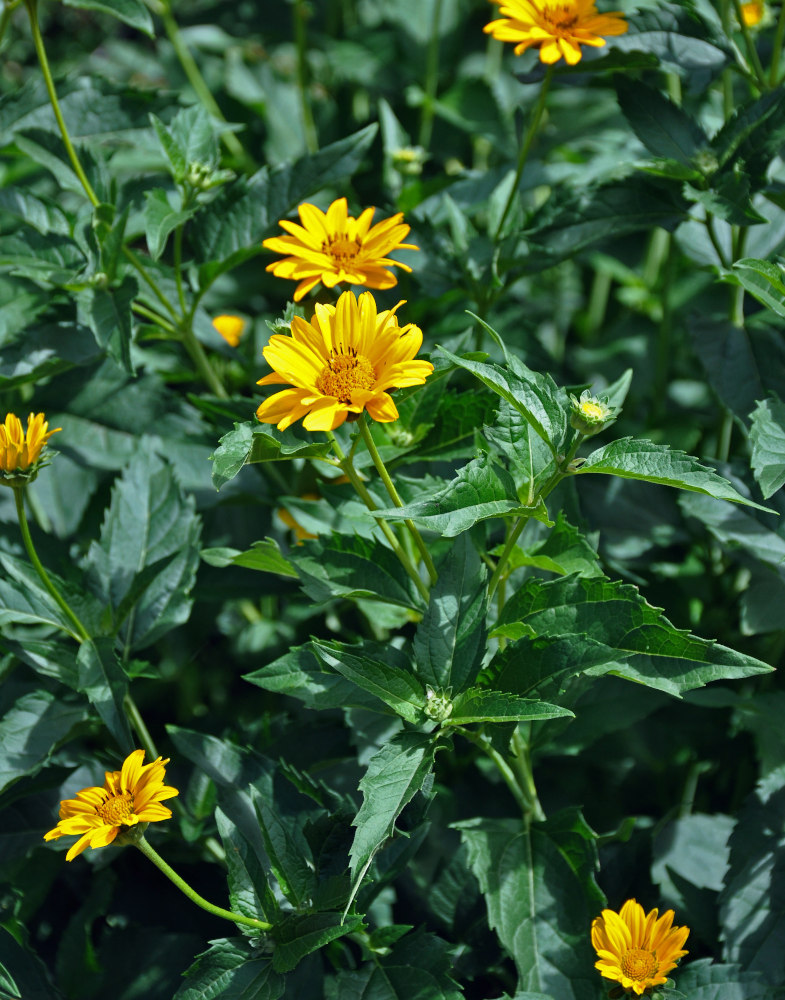 Image of Heliopsis helianthoides ssp. scabra specimen.