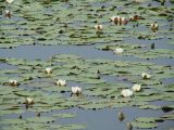Nymphaea candida