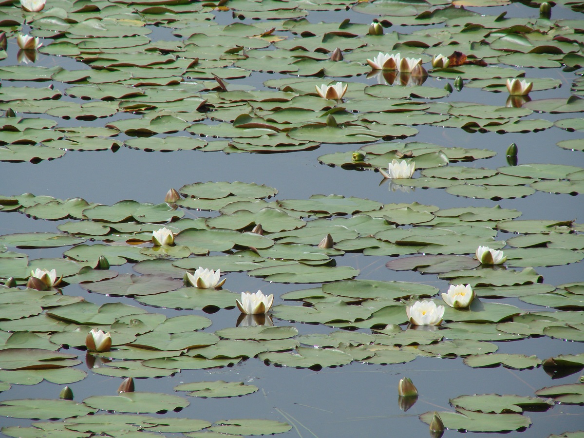 Изображение особи Nymphaea candida.