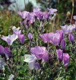 Linum hypericifolium