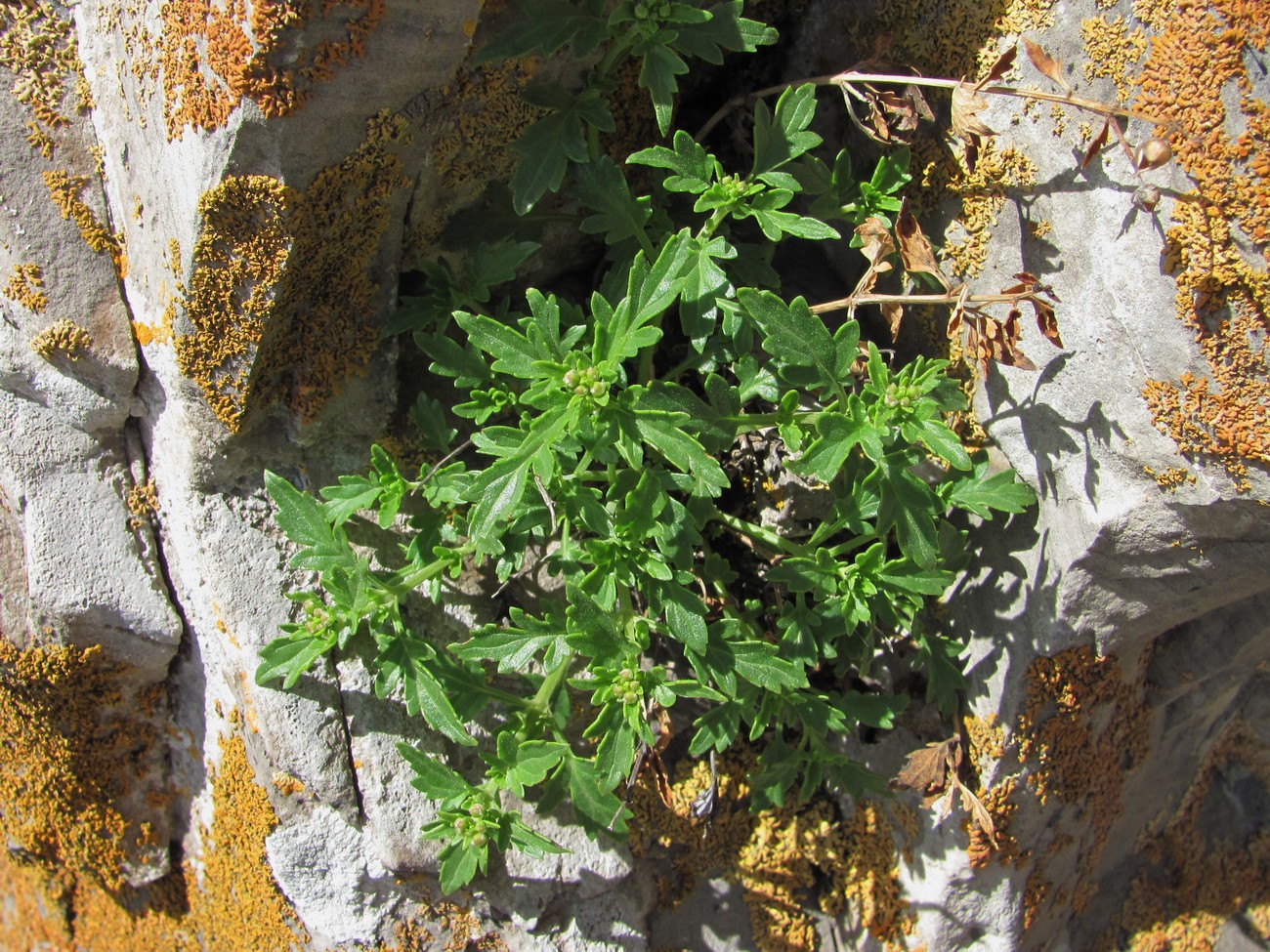 Изображение особи Scrophularia rupestris.