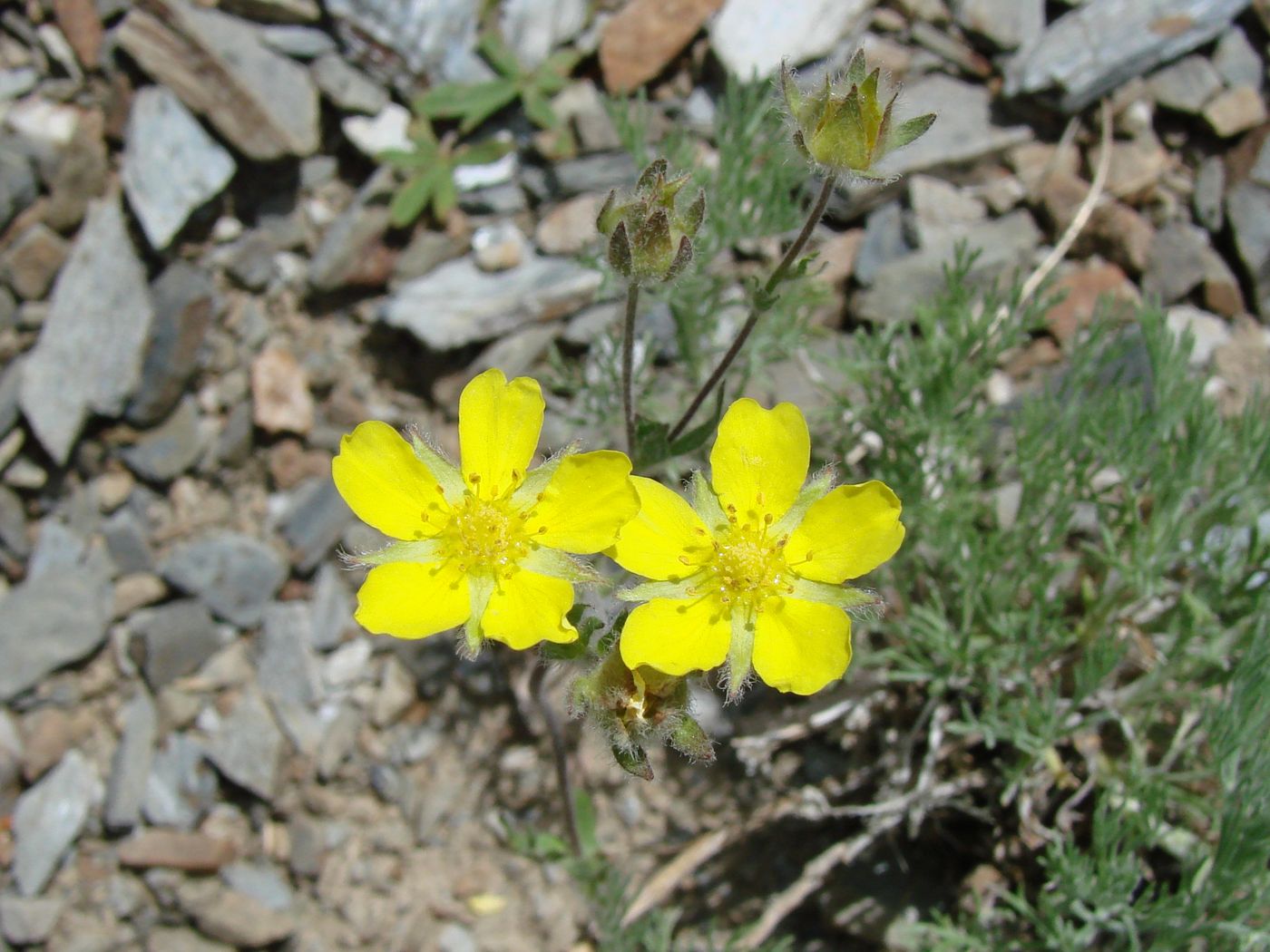 Изображение особи Potentilla soongorica.