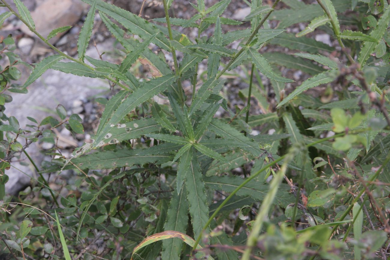 Изображение особи Cirsium serratuloides.