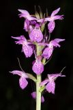 Dactylorhiza traunsteineri. Соцветие. Ивановская обл., Фурмановский р-н, Хромцовское сельское поселение, окр. дер. Каликино, Уткинское болото, ключевое зеленомошное болото. 03 июля 2021 г.