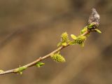 Salix pierotii. Часть ветви с женскими соцветиями и галлом на верхушке. Приморский край, Уссурийский ГО, окр. с. Утёсное, на сыром лугу. 28.04.2022.