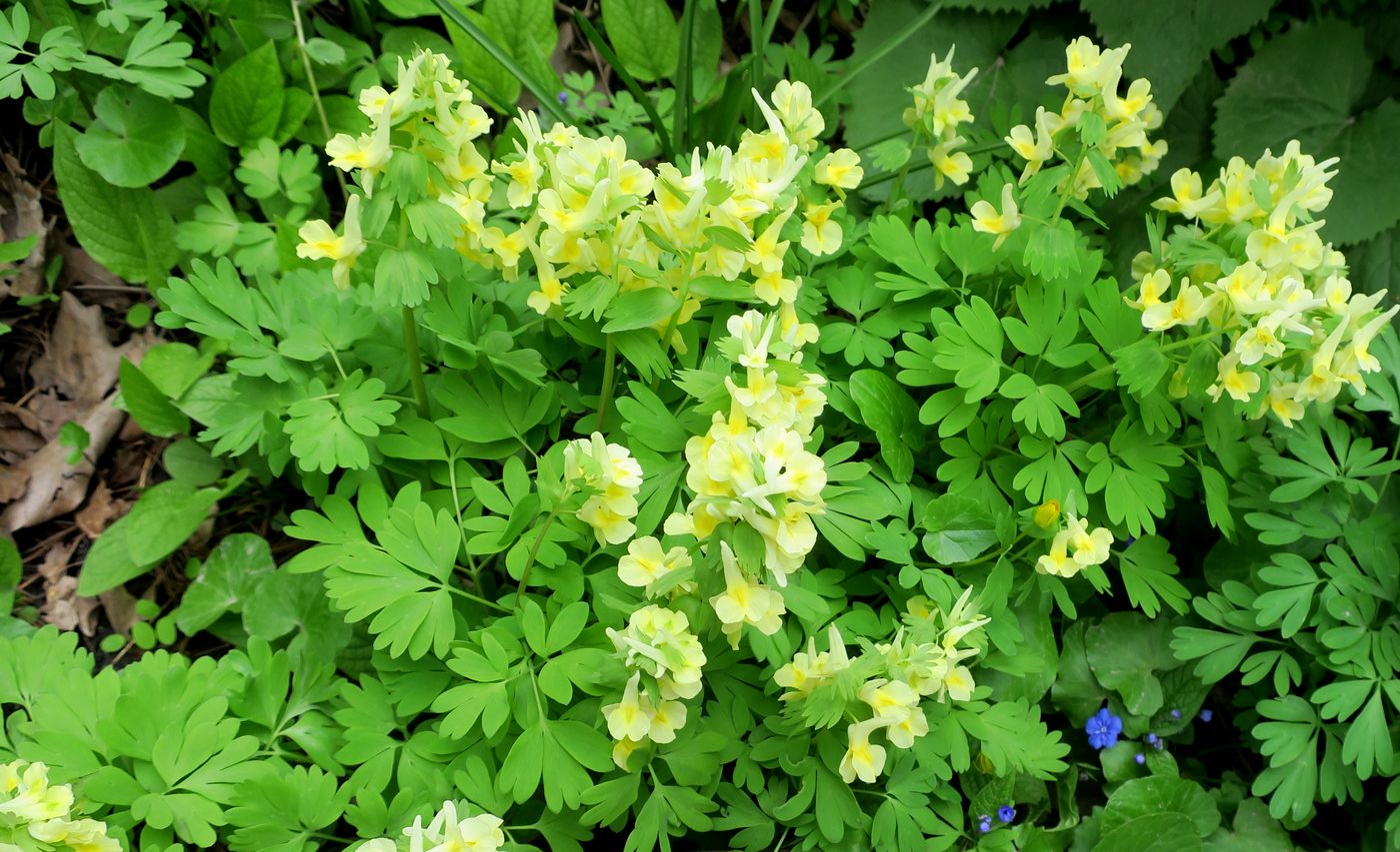 Image of Corydalis bracteata specimen.