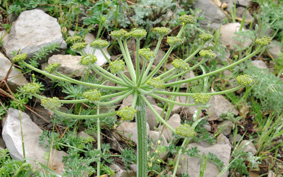 Изображение особи Zosima absinthifolia.
