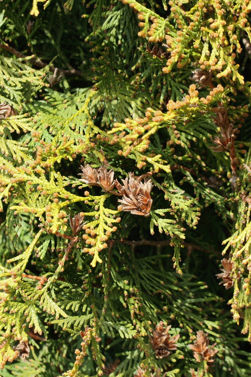 Image of Thuja occidentalis specimen.