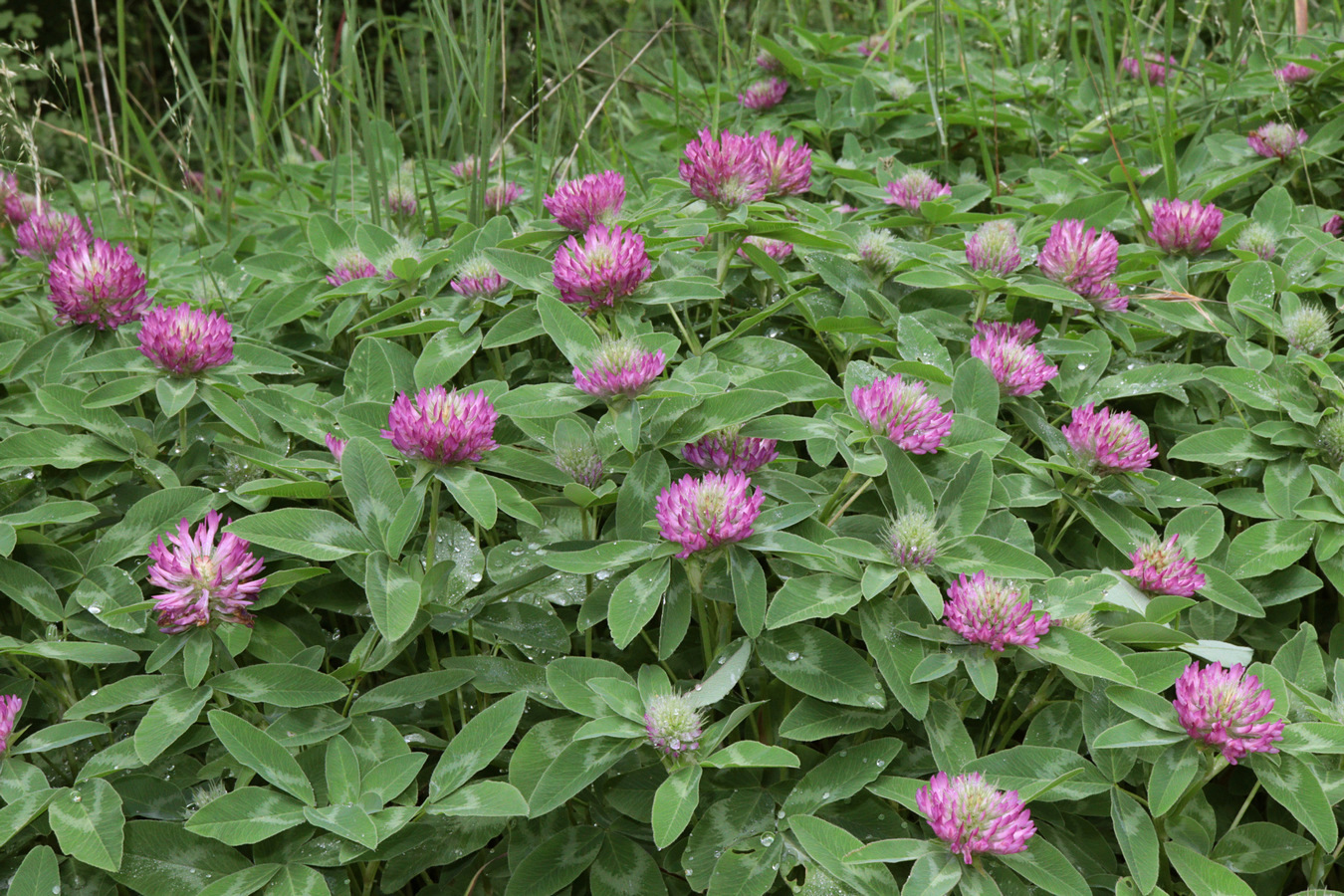 Image of Trifolium medium specimen.