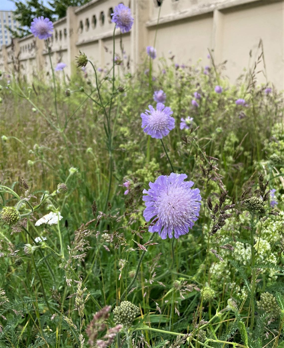 Изображение особи Knautia arvensis.