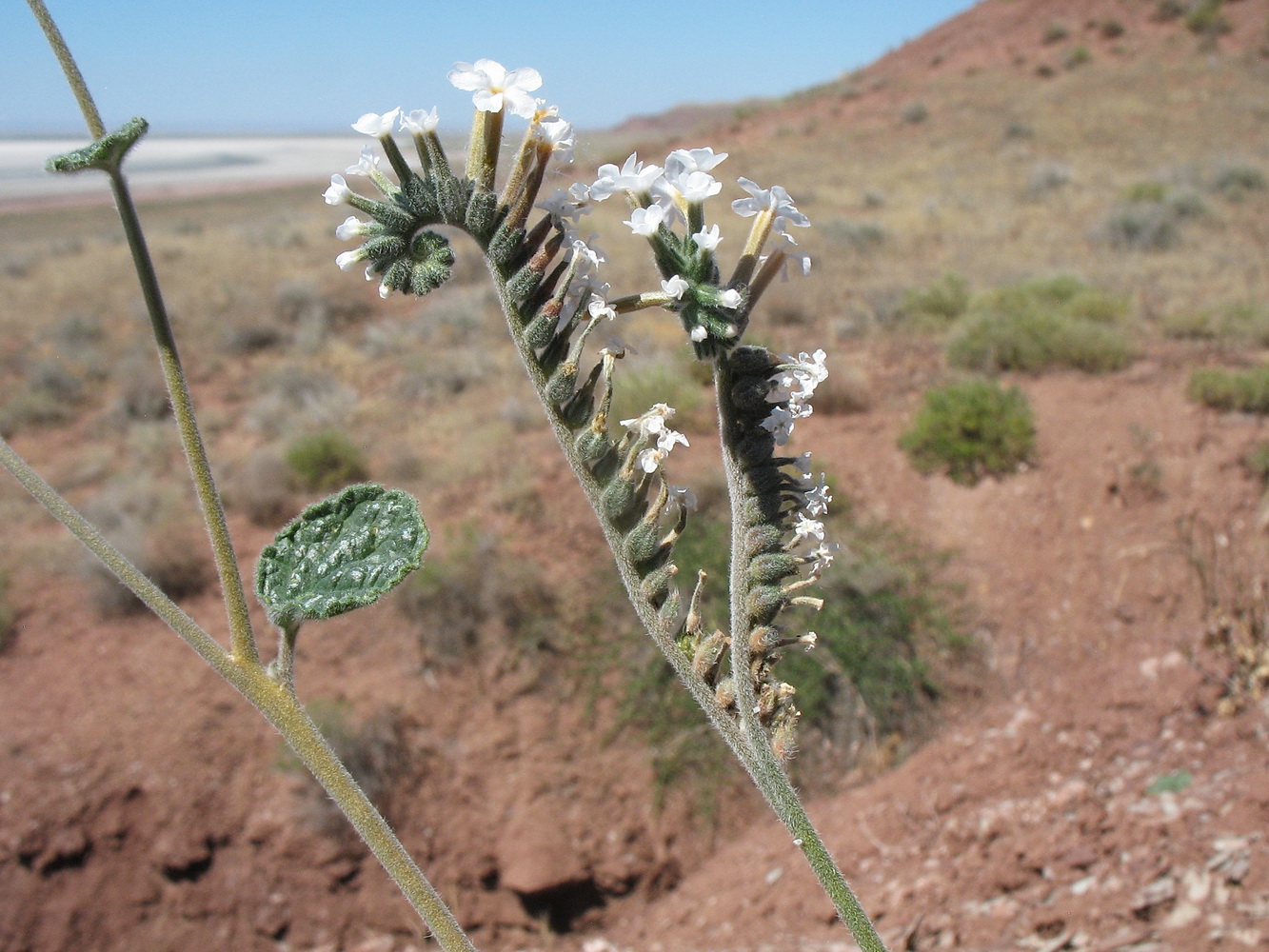 Изображение особи Heliotropium olgae.