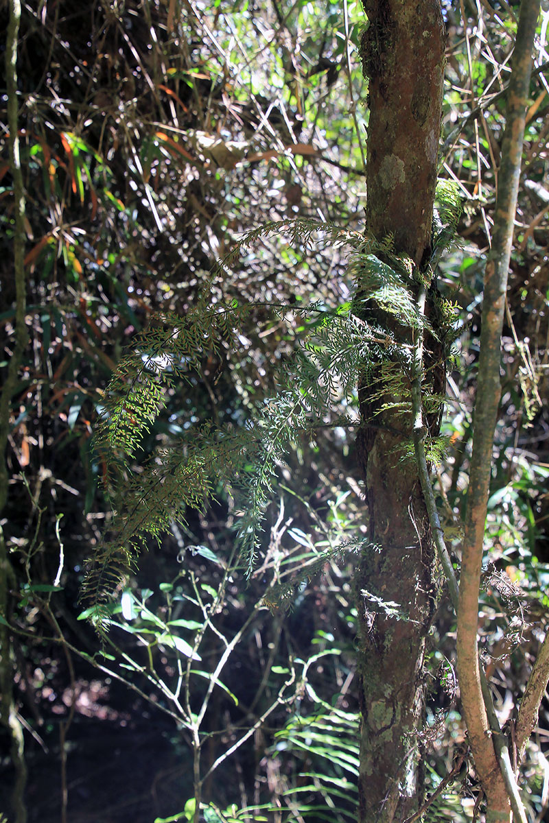 Image of genus Asplenium specimen.