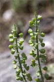 Muscari neglectum