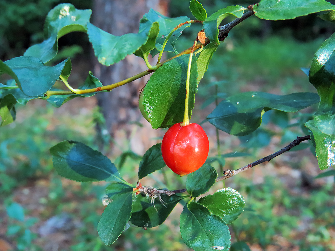 Image of Cerasus fruticosa specimen.