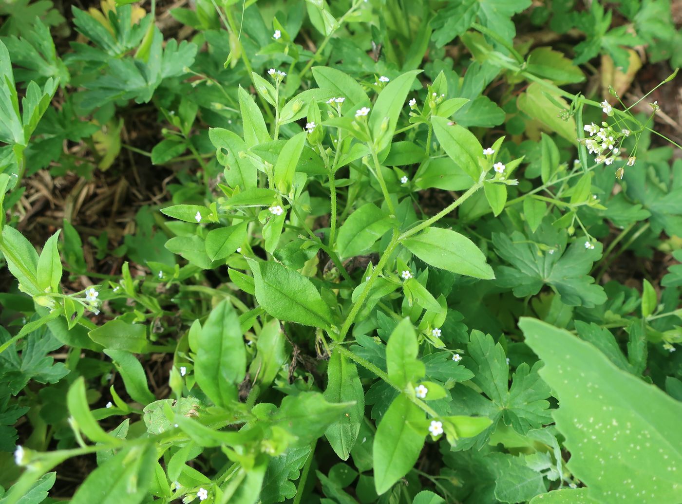 Image of Myosotis sparsiflora specimen.