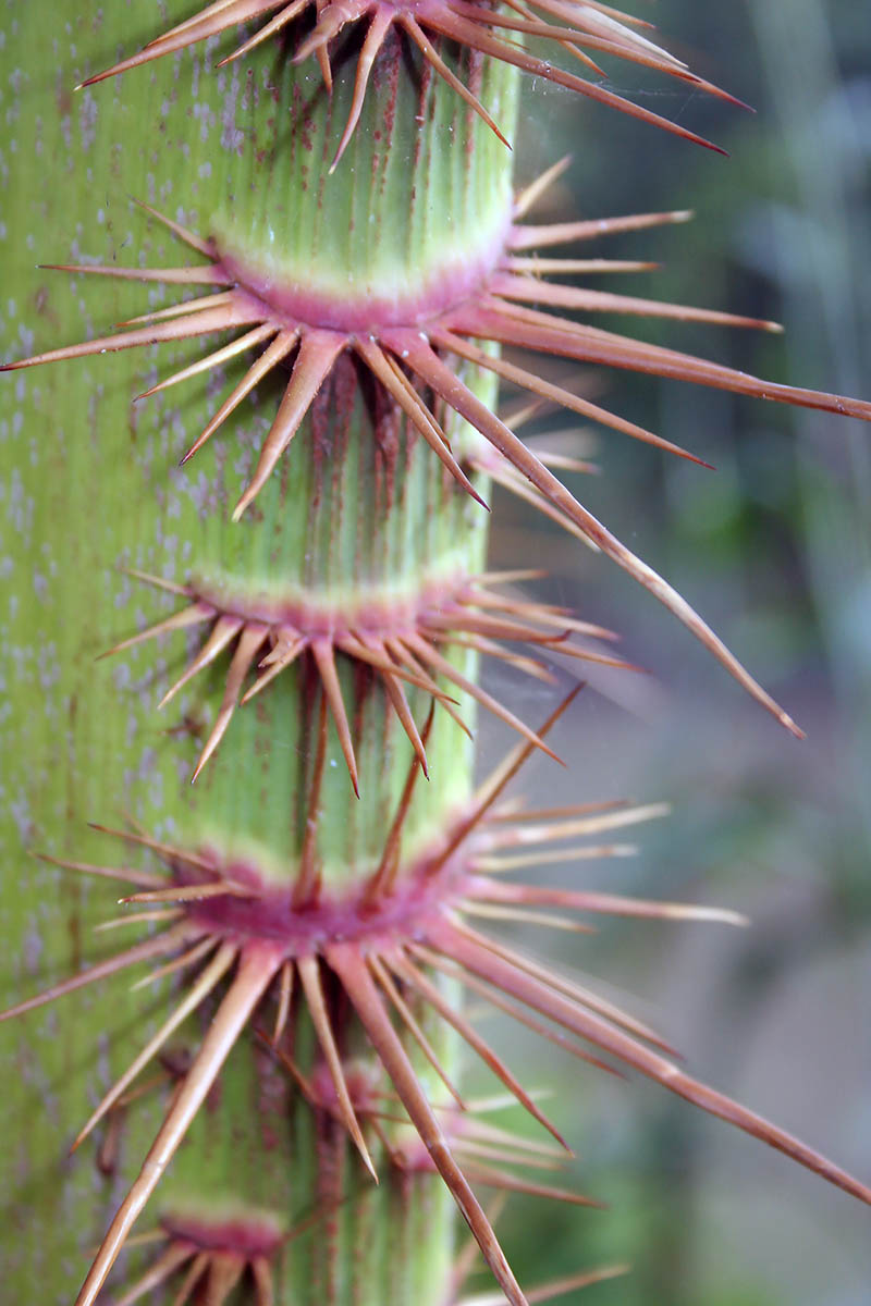 Image of familia Arecaceae specimen.