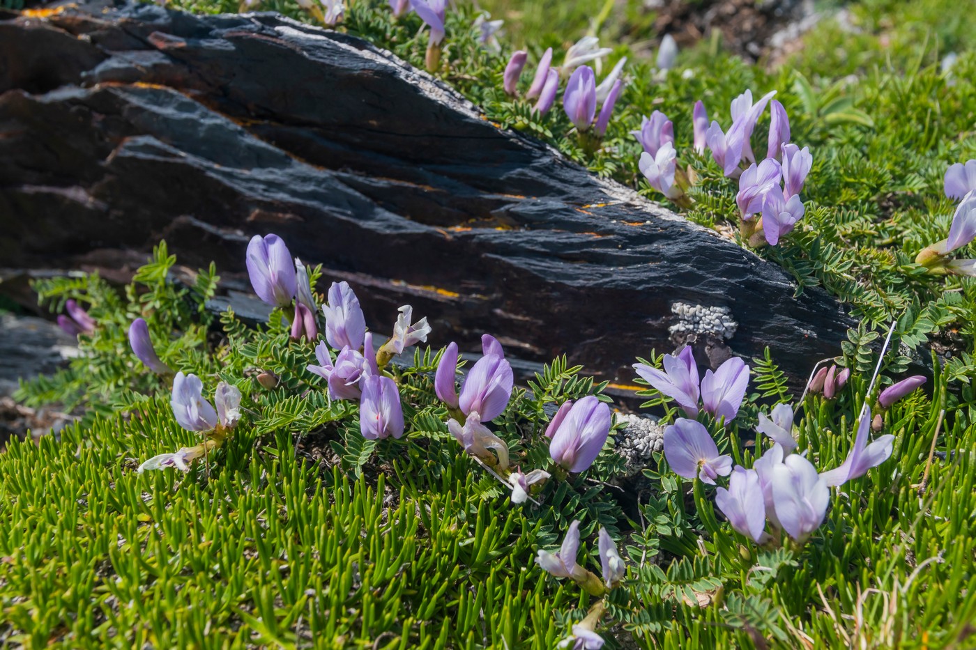 Изображение особи род Astragalus.