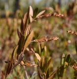 Chamaedaphne calyculata. Верхушка растения. Калужская обл., Спас-Деменский р-н, Большое Игнатовское болото, северо-западный сектор, возвышенная часть, кустарничково-сфагновый сосняк. 09.09.2022.