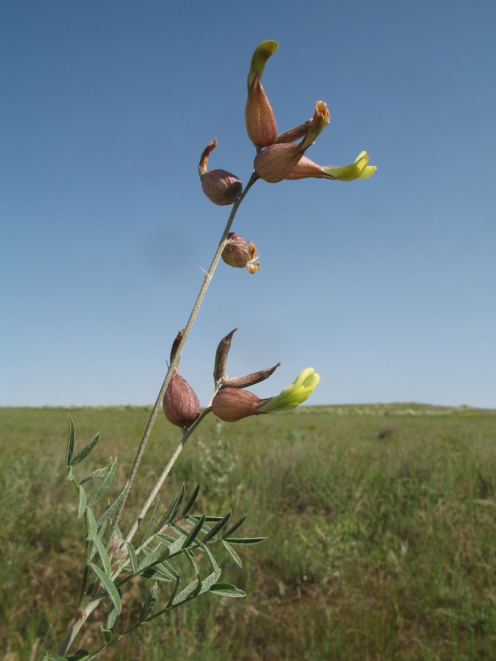 Изображение особи Astragalus krauseanus.