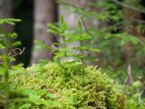 Picea orientalis