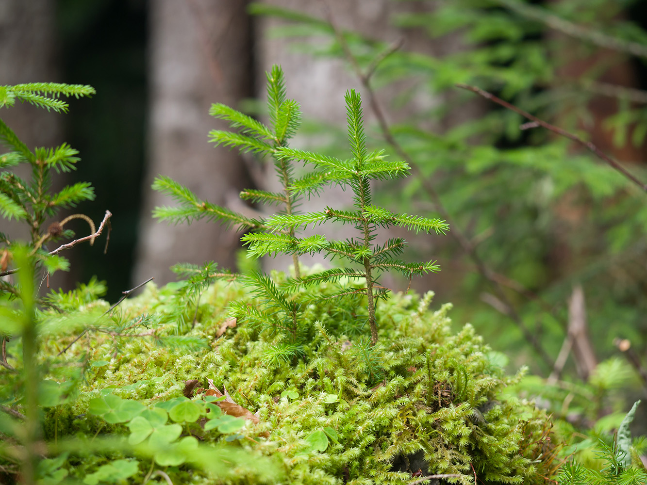 Изображение особи Picea orientalis.