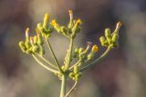 Sonchus palustris. Общее соцветие с цветущими и развивающимися корзинками. Ростовская обл., Неклиновский р-н, окр. хут. Мержаново, приморский склон. 12.07.2022.