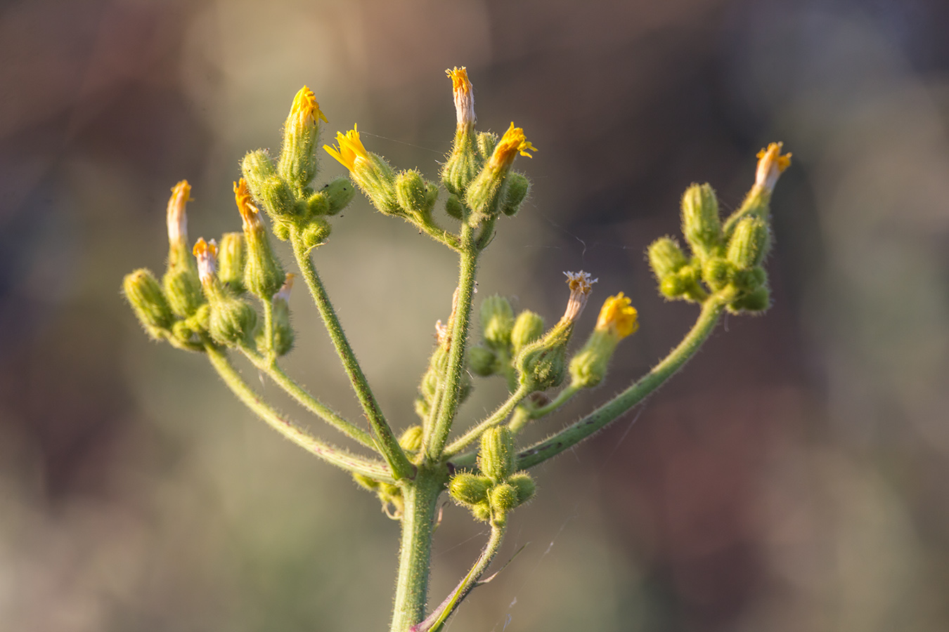 Image of Sonchus palustris specimen.