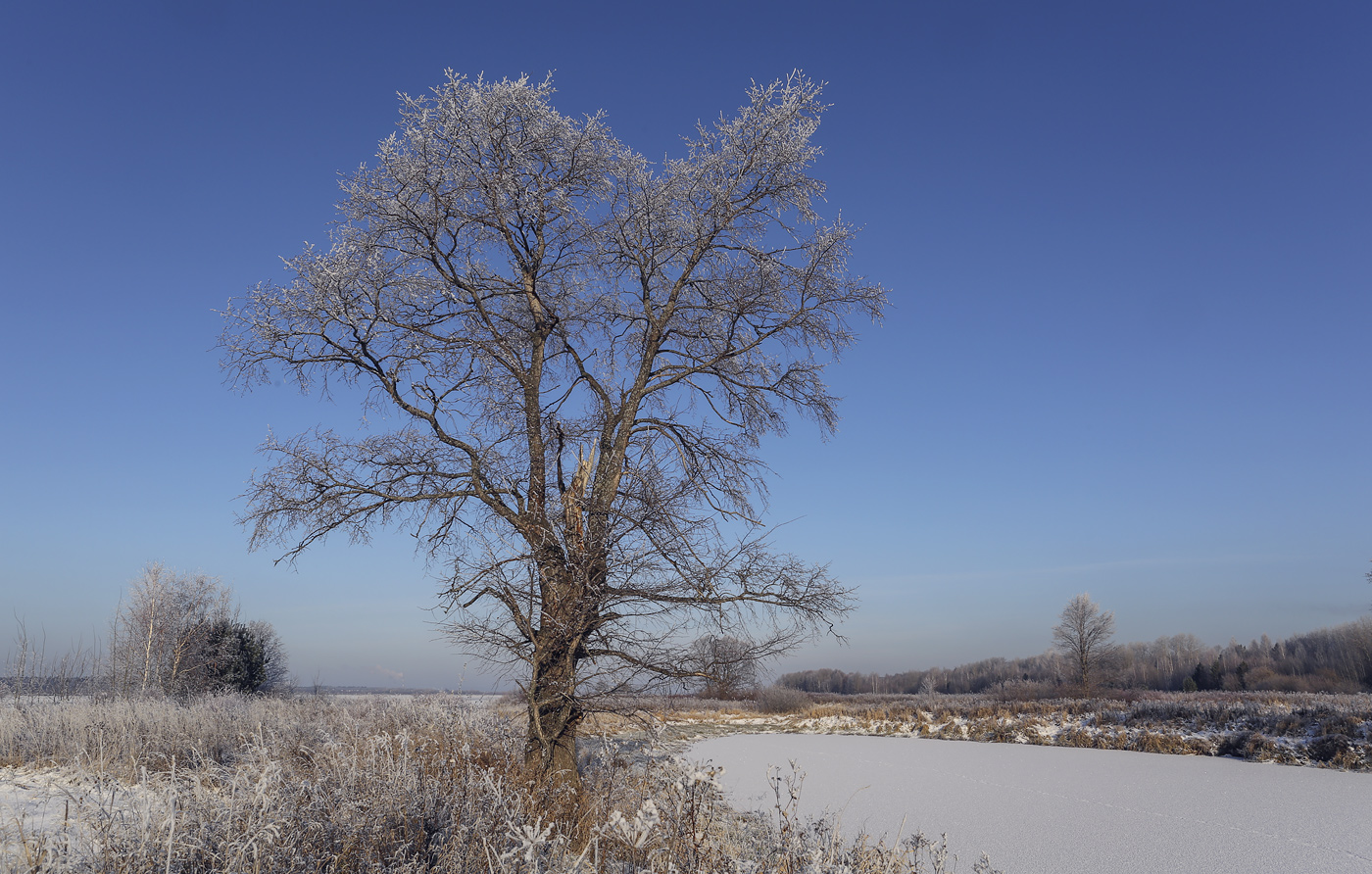 Изображение особи Ulmus laevis.