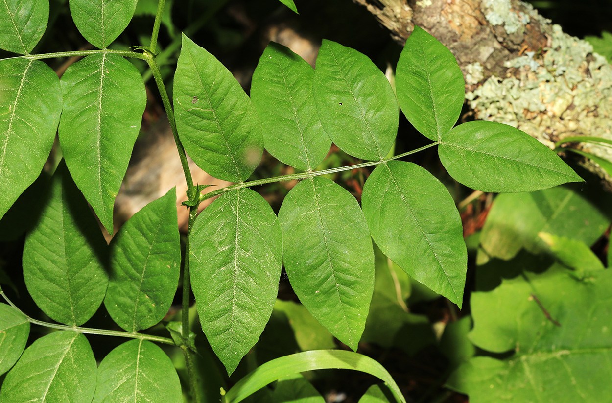 Image of Vicia ramuliflora specimen.