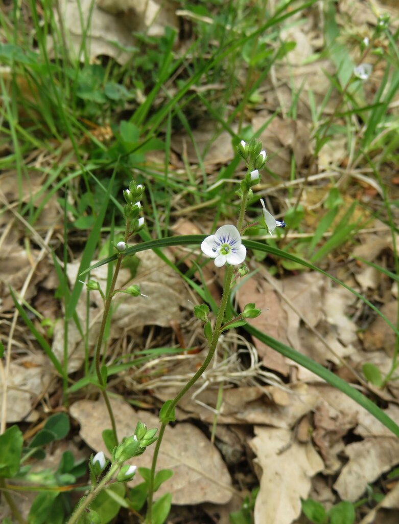 Изображение особи Veronica serpyllifolia.