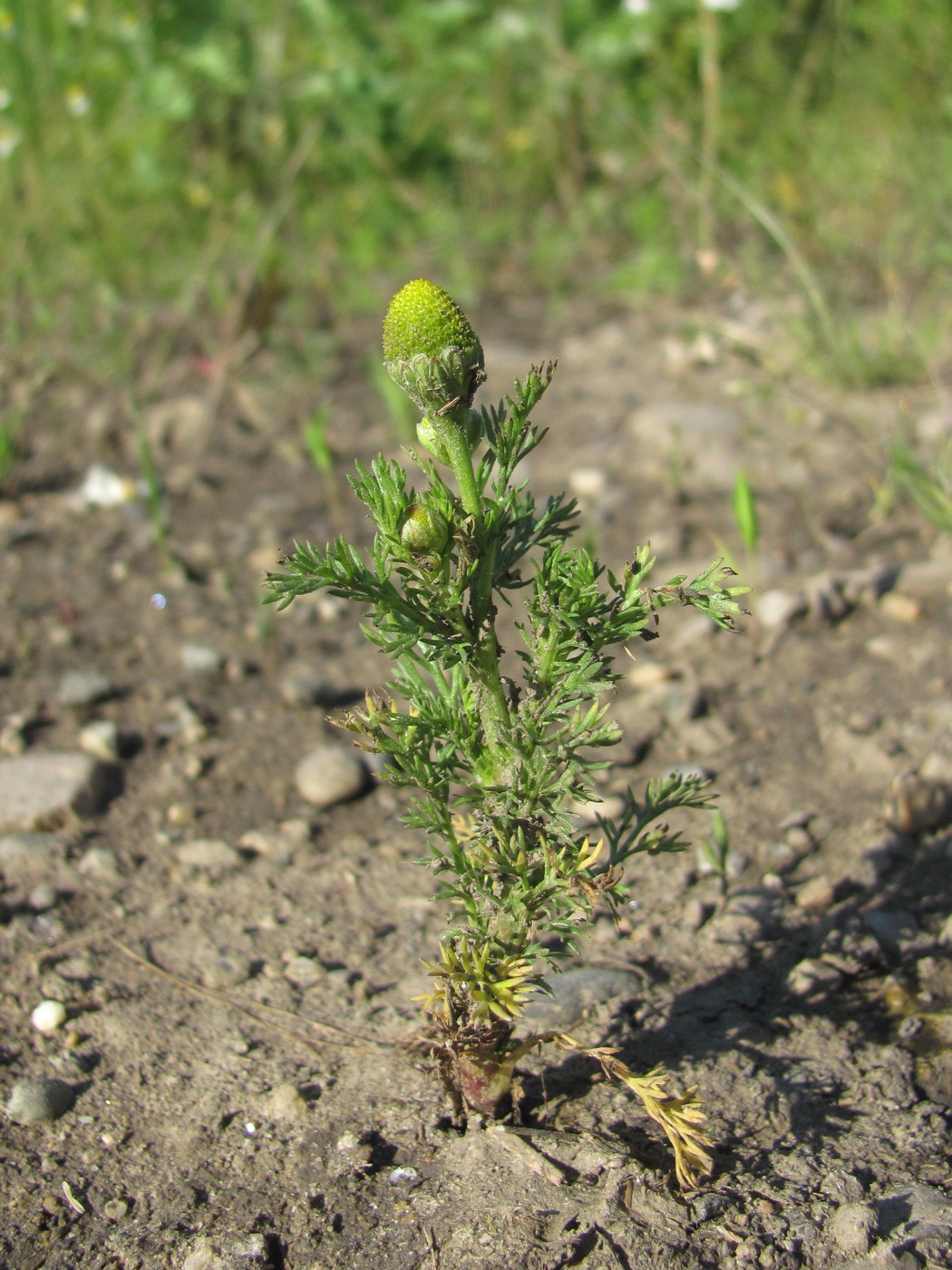 Image of Matricaria discoidea specimen.