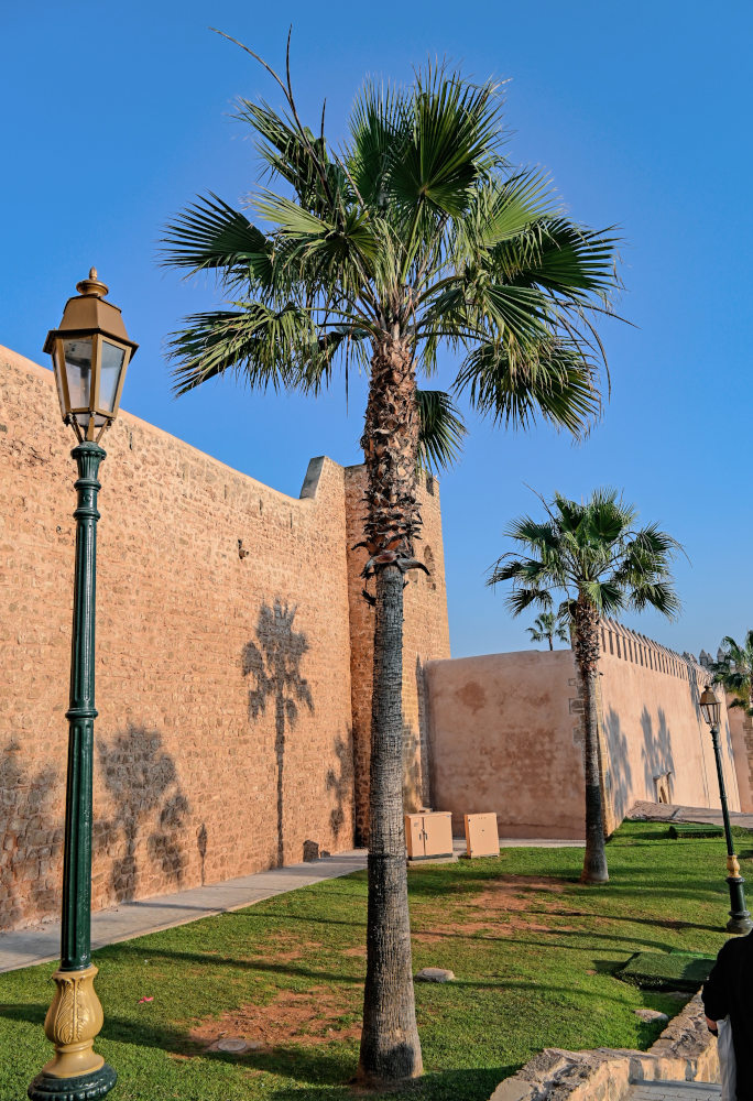 Image of Washingtonia robusta specimen.