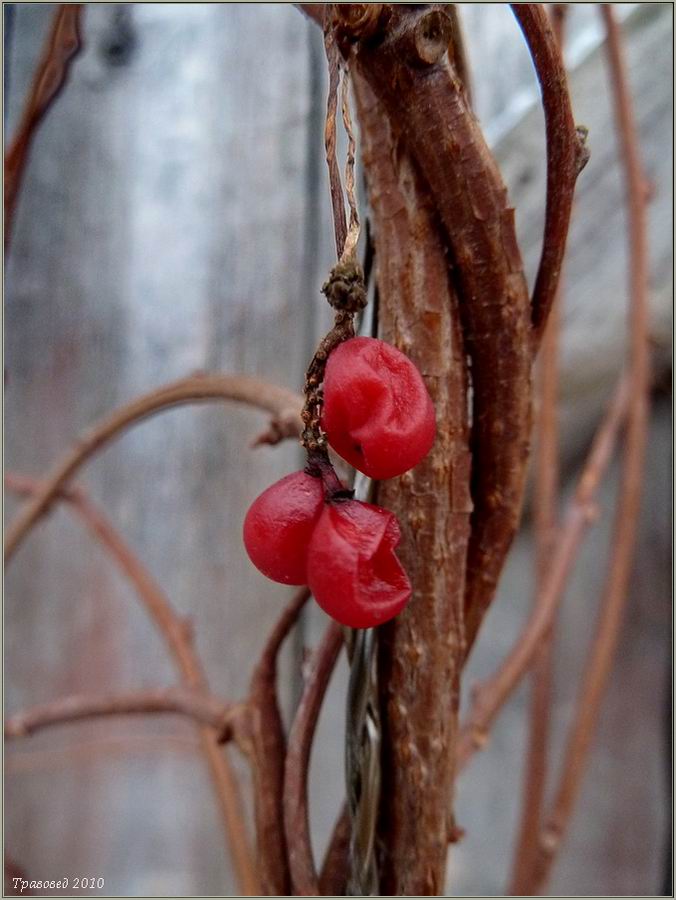 Image of Schisandra chinensis specimen.