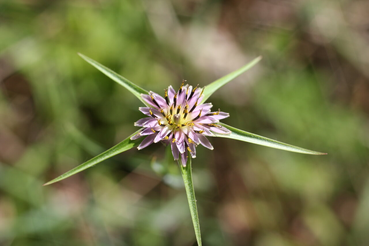 Изображение особи Tragopogon porrifolius ssp. longirostris.