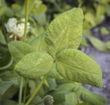 род Trifolium. Лист. Пермский край, г. Пермь, Кировский р-н, клумба у жилого дома. 02.07.2022.