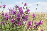 Astragalus onobrychis. Верхушки побегов с соцветиями. Астраханская обл., Черноярский р-н, окр. с. Солёное Займище, дол. р. Волга, ковыльная степь. 02.06.2022.