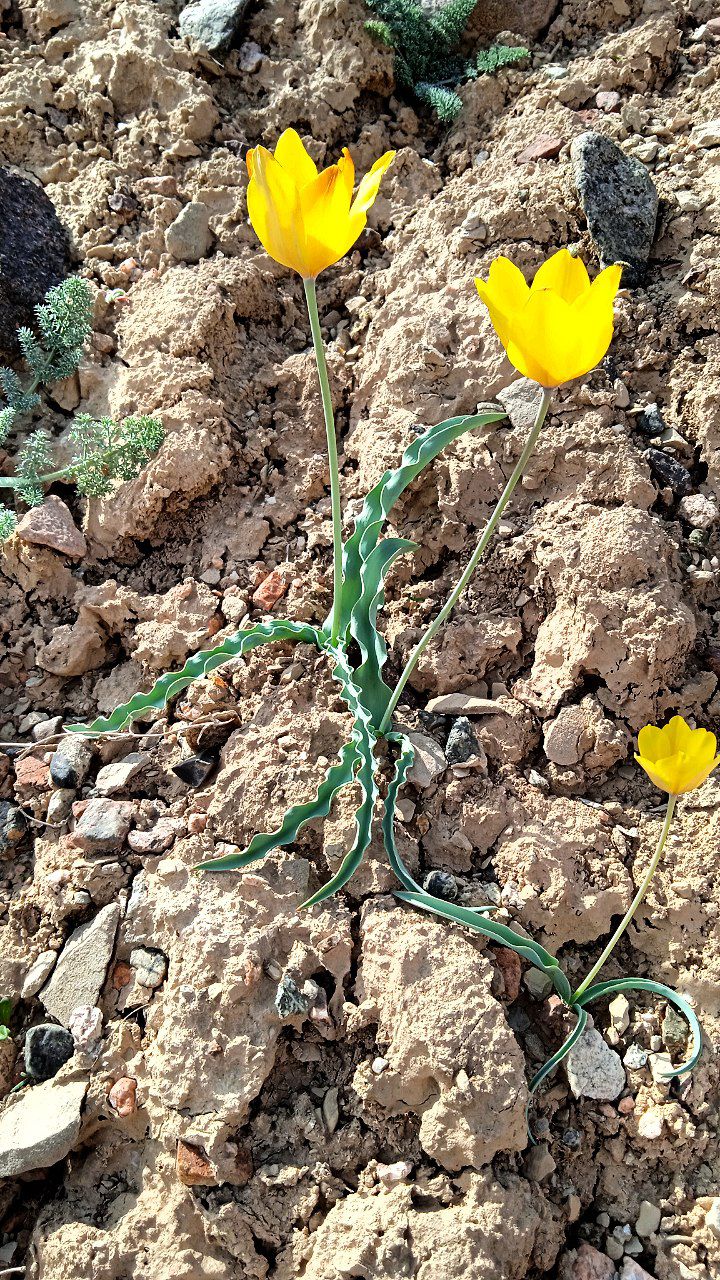 Image of Tulipa scharipovii specimen.