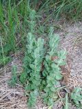 Teucrium scordioides