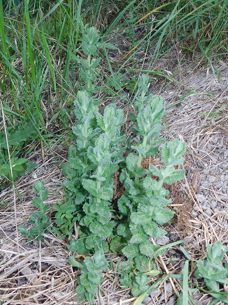 Image of Teucrium scordioides specimen.