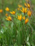 Tulipa biebersteiniana. Верхушки листьев и побегов с цветками (клон с оранжевыми цветками). ДНР, г. Донецк, балка Бирючья, верховье, насаждение лиственных деревьев на дне. 11.04.2023.