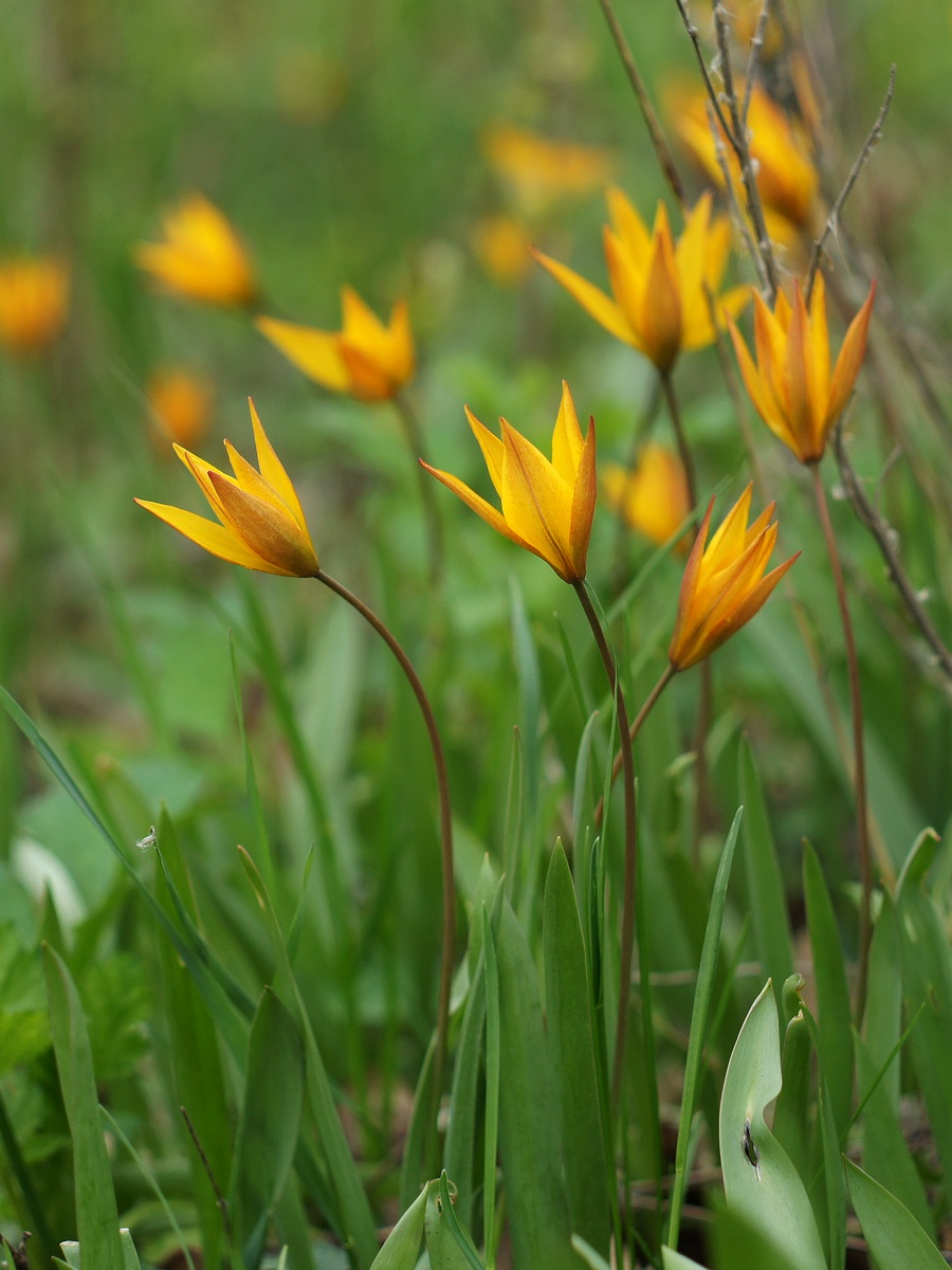 Изображение особи Tulipa biebersteiniana.